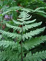 thélyptéride des marais