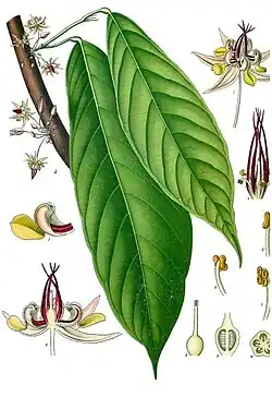 Cacaoyer Principalement dans la région de Makokou dans l'Ogooué-Ivindo
