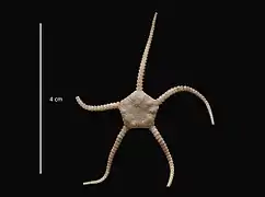 Ophiurolepis partita (USNM)