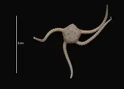 Ophiurolepis relegata (USNM)