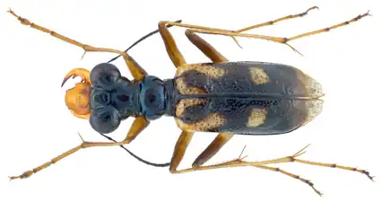 Therates probsti, Parc national de Tam Dao, Vietnam.