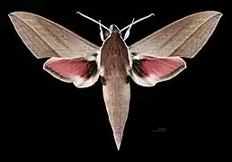 Mâle  face dorsale (coll.MHNT)