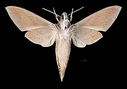 Mâle  revers (coll.MHNT)