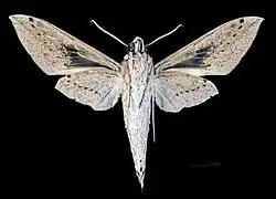 ♂  revers (coll.MHNT)