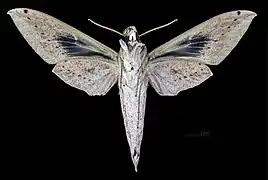 ♀  revers (coll.MHNT)