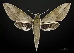 ♂ face dorsale MHNT