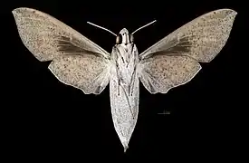 Revers de la femelle