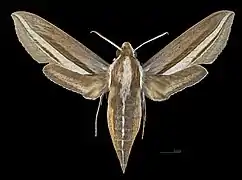 Avers de la femelle (coll.MHNT)