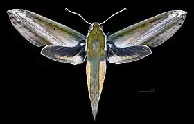 Avers du mâle (coll.MHNT)