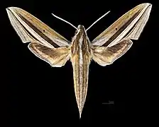 Avers du mâle (coll.MHNT)