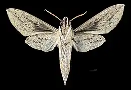 Revers de la femelle mâle (coll.MHNT)