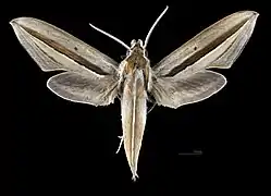 Avers du mâle (coll.MHNT)