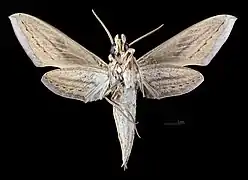 Revers du mâle (coll.MHNT)