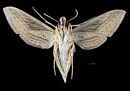 Revers de la femelle (coll.MHNT)