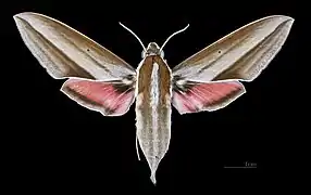 Femelle face dorsale (coll.MHNT).