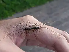 Thereuonema tuberculata (Scutigeridae)