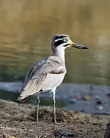 An large black and white white bird in a grassy field