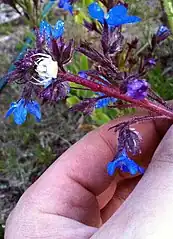 Thomisus onustus à l'affût sur une fleur de consoude avant la phase d'homochromie.