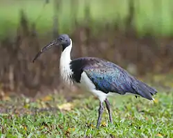 Ibis d'Australie