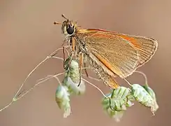 Hespérie de la houque.