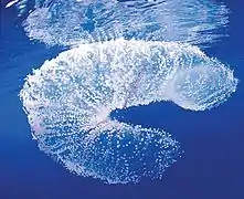 Ponte (pélagique) de Thysanoteuthis rhombus