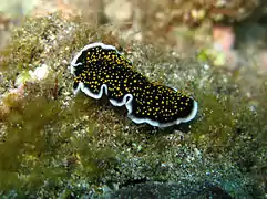 Thysanozoon nigropapillosum