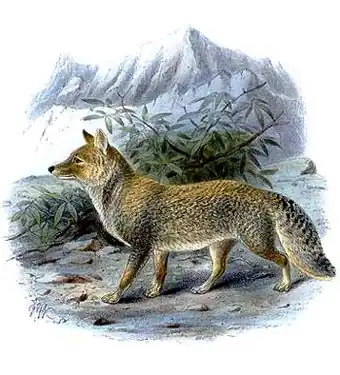 Renard des sables du Tibet (Vulpes ferrilata)