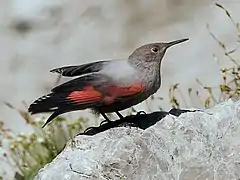 Un Tichodrome échelette (Tichodroma muraria).