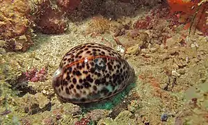 A Sabah, en Malaisie.