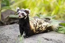 Putois marbré (Vormela peregusna)