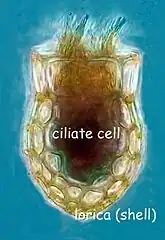 Dictyocysta mitra, un Tintinnide.