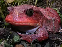 Dyscophus antongilii