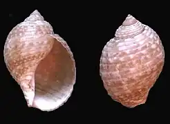 Tonna maculosa