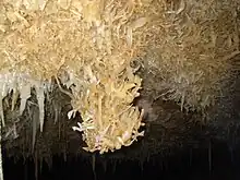 Structure minérale courbée se détachant de la paroi d'une grotte – hélicites