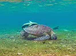 Une tortue verte (Chelonia mydas) à N'Gouja.