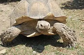 Image illustrative de l’article La Vallée des Tortues