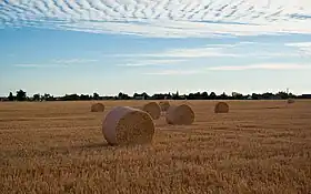 Tournedos-Bois-Hubert