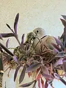 Tourterelle nourrissant son petit.