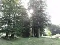La hêtraye dans le bourg.