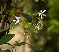 Trachelospermum jasminoides, cymes de fleurs.