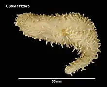 Trachythyone bouvetensis