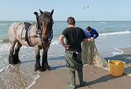 Pêche au crabe à cheval à Bredene