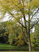 Arbre au bord de l'eau.