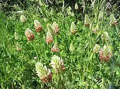 Trifolium incarnatum