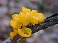 Tremella mesenterica (Tremellales, Tremellaceae)