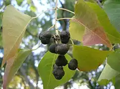 Infrutescence de fruits triloculaires mûrs, avant ouverture de la capsule.