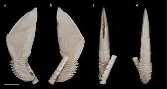 Trianguloscalpellum balanoides