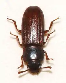 Tribolium confusum (Tribolium brun de la farine)