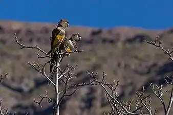 Couple de conures de Patagonie, Rio de los Cipreses, 2014