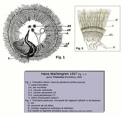 Schémas de Trichodina steinii et Tr. pediculus
